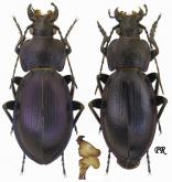 Carabus (Morphocarabus) rothi distinguendus (as subparvulus Mandl, 1965)