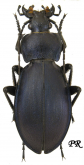 Carabus (Morphocarabus) rothi hampei Kuster, 1846 (as  dacicus Csiki, 1906)