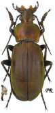 Carabus (Morphocarabus) rothi hampei (as ormayi Reitter, 1896) loc.typ.