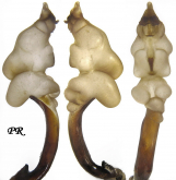 Carabus (Morphocarabus) rothi hampei (as zilahiensis Csiki, 1906)