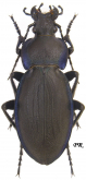Carabus (Morphocarabus) rothi hampei (as hunyadensis Csiki, 1926)