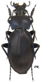 Carabus (Morphocarabus) rothi hampei (as gutiiensis Takács & Lie, 1992)