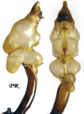 Carabus (Morphocarabus) rothi hampei (as diffinis Csiki, 1906)