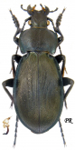 Carabus (Morphocarabus) rothi hampei (as hunyadensis Csiki, 1926)