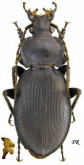 Carabus (Morphocarabus) rothi hampei Kuster, 1846