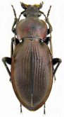 Carabus (Morphocarabus) rothi hampei Kuster, 1846 (as ormayi Reitter, 1896) loc.typ.