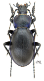 Carabus (Morphocarabus) rothi (incompsus) mendax Csiki, 1906