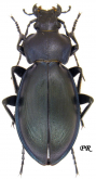 Carabus (Morphocarabus) rothi (? incompsus as spectabilis Csiki, 1906)
