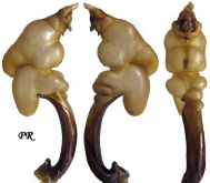 Carabus (Morphocarabus) rothi rothi Dejean, 1829