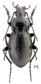 Carabus (Trachycarabus) scabriusculus inapertus Motschulsky, 1850