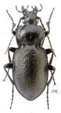 Carabus (Trachycarabus) scabriusculus lippii Dejean, 1826