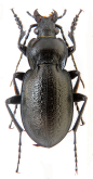 Carabus (Trachycarabus) scabriusculus lippii Dejean, 1826