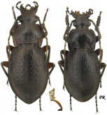Carabus (Trachycarabus) scabriusculus scabriusculus (as erythropus Fischer, 1822)