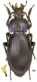 Carabus (Morphocarabus) scheidleri scheidleri Panzer, 1799
