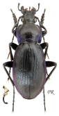 Carabus (Morphocarabus) scheidleri Panzer, 1799