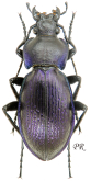 Carabus (Morphocarabus) scheidleri (as floriani Penecke, 1905)