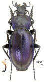 Carabus (Morphocarabus) scheidleri (as floriani Penecke, 1905)