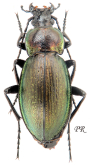 Carabus (Morphocarabus) scheidleri bergeri Peeters & I.Rapuzzi, 2025