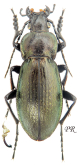Carabus (Morphocarabus) scheidleri bergeri Peeters & I.Rapuzzi, 2025