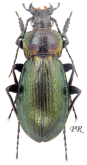 Carabus (Morphocarabus) scheidleri bergeri Peeters & I.Rapuzzi, 2025