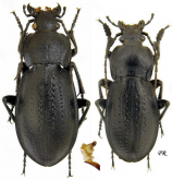 Carabus (Trachycarabus) sibiricus errans Fischer, 1823