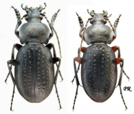 Carabus (Trachycarabus) sibiricus rybinskii Reitter, 1886