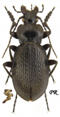 Carabus (Morphocarabus) spasskianus aeruginosiformis Breuning, 1932