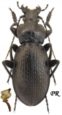 Carabus (Morphocarabus) spasskianus shoriensis Obydov, 1999
