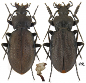 Carabus (Morphocarabus) spasskianus zinaidae Obydov, 1997