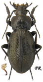 Carabus (Morphocarabus) spasskianus geblerianus Obydov, 1999