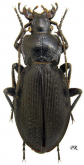 Carabus (Morphocarabus) spasskianus cracens Obydov, 1999