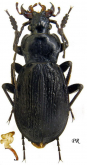 Carabus (Morphocarabus) spasskianus schestopalovi Plutenko, 1995