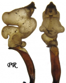 Carabus (Morphocarabus) spasskianus shoriensis Obydov, 1999