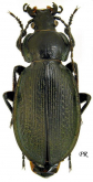 Carabus (Morphocarabus) tarbagataicus pietrorattii Deuve, 1991
