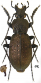 Carabus (Morphocarabus) venustus venustus Morawitz, 1862