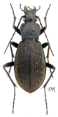 Carabus (Morphocarabus) venustus cf. kaesongensis Imura, 1993