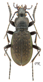Carabus (Morphocarabus) venustus cf. kaesongensis Imura, 1993