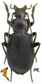 Carabus (Morphocarabus) viridilimbatus viridilimbatus Motschulsky 1859