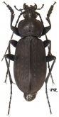 Carabus (Morphocarabus) wulffiusi dekraatzi Kraatz, 1881