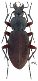 Carabus (Morphocarabus) wulffiusi liaoningensis Deuve & Imura, 1990