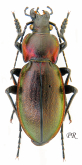 Carabus (Morphocarabus) zawadzkii dissimilis Csiki, 1906