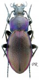 Carabus (Morphocarabus) zawadzkii ronayi Csiki, 1906