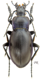 Carabus (Morphocarabus) zawadzkii seriatissimus Reitter, 1896 (alpine form)