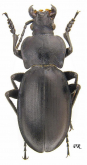 Carabus (Morphocarabus) zawadzkii seriatissimus Reitter, 1896