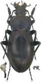 Carabus (Morphocarabus) zawadzkii zawadzkii, Kraatz 1854