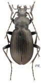 Carabus (Morvanicarabus) scheibei swatensis Heinertz, 1979