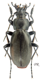 Carabus (Neoplectes) compressus compressus Chaudoir, 1846 (? rebellis )