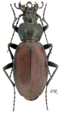 Carabus (Neoplectes) ?daphnis boulbenellus Deuve et Stéfani, 2017