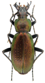 Carabus (Neoplectes) daphnis khvamliensis Fominykh, Zamotajlov & Titarenko, 2016