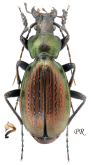 Carabus (Neoplectes) daphnis khvamliensis Fominykh, Zamotajlov & Titarenko, 2016